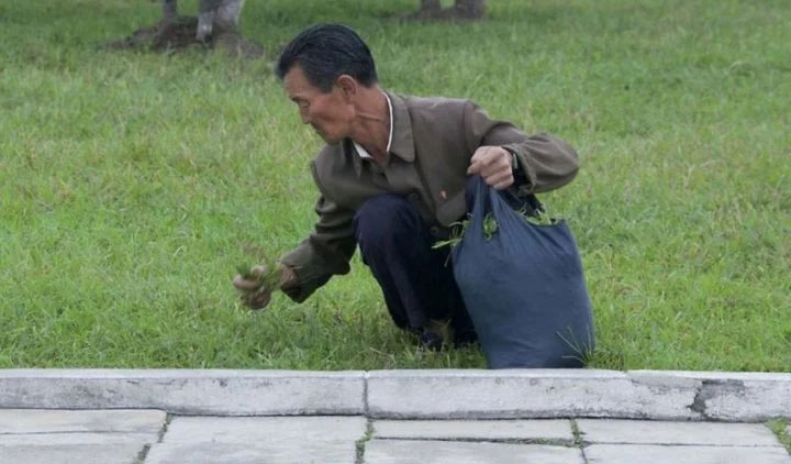 чоловік збирає траву для їжі